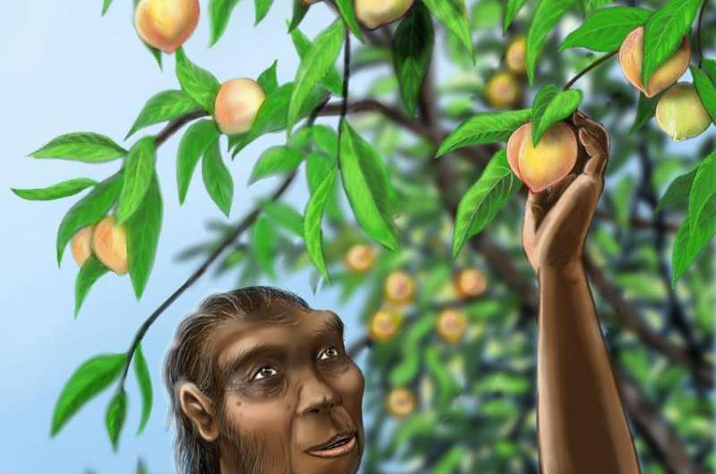 Eat a Paleo peach: First fossil peaches discovered in southwest China