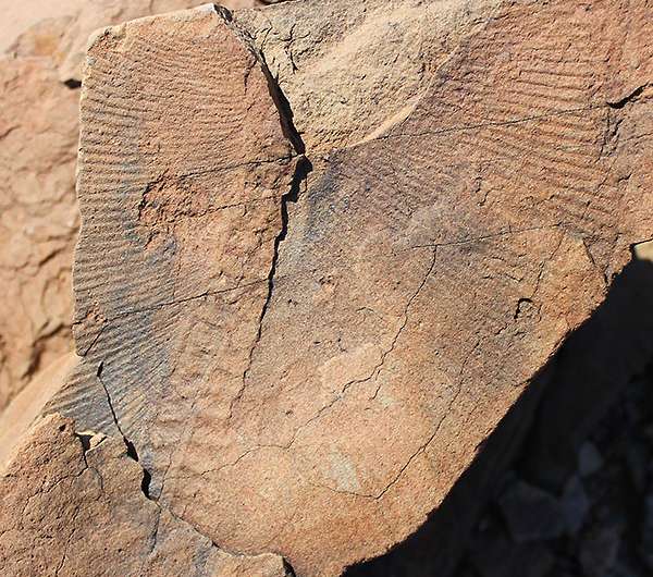 Evidence that Earth's first mass extinction was caused by critters not catastrophe