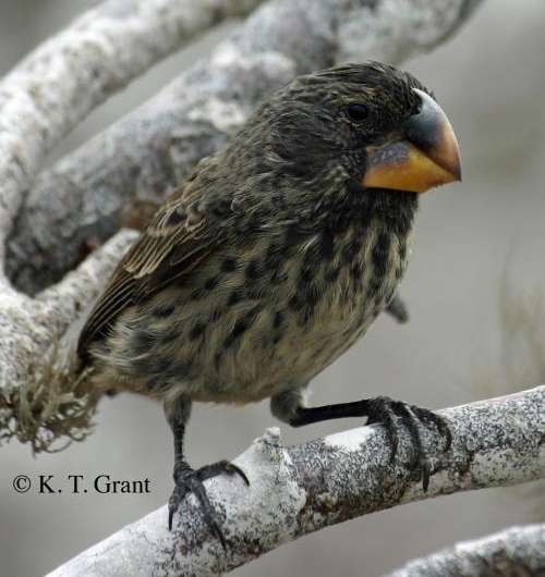 Evolution of the Darwin's finches and their beaks