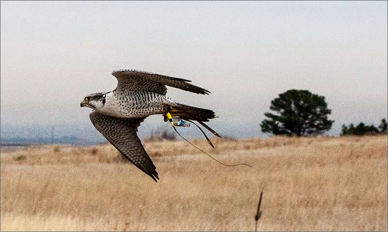 Falcon teaches a radar system to distinguish birds from other targets