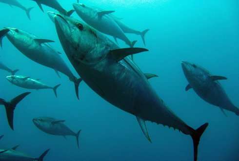 Falling tuna catches sends Filipino fishers further offshore