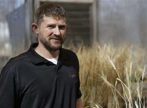 Farmers fund research to breed gluten-free wheat
