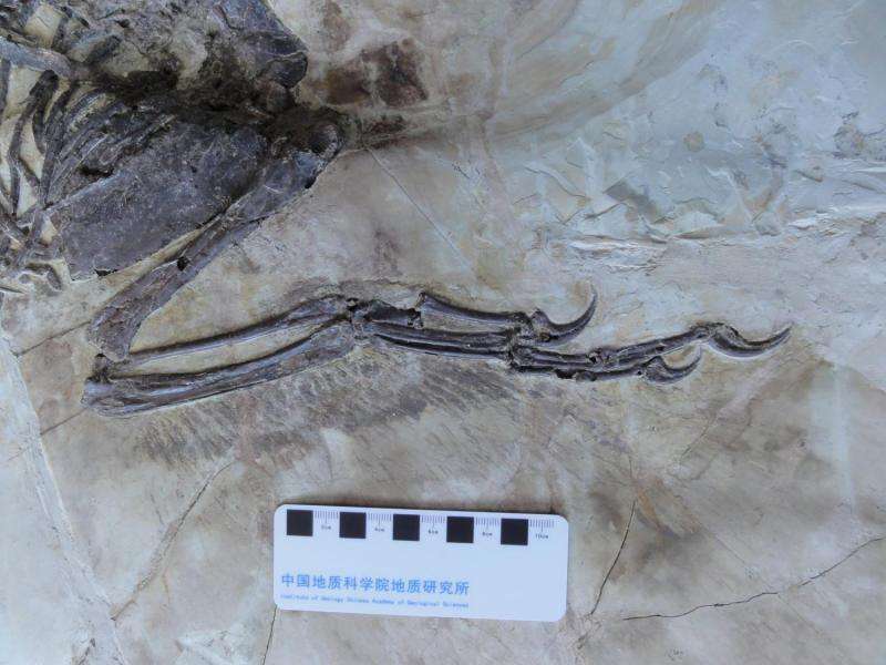 Feathered cousin of 'Jurassic Park' star unearthed in China