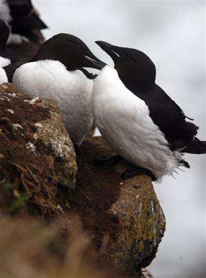 Feds document seabird loss in North Pacific waters