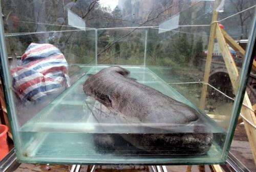 File photo of a Chinese giant salamander, lying in a glass enclosure during the China International Conservation festival in Zha