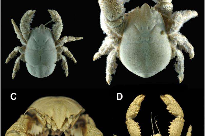 First species of yeti crab found in Antarctica