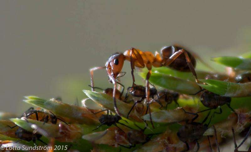 Flying ants mate close to home and produce inbred offspring