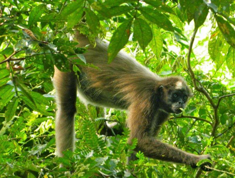 For spider monkeys, social grooming comes with a cost