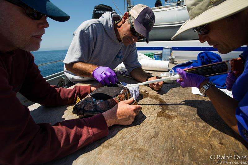 For the first time, scientists tag a loggerhead sea turtle off US West Coast