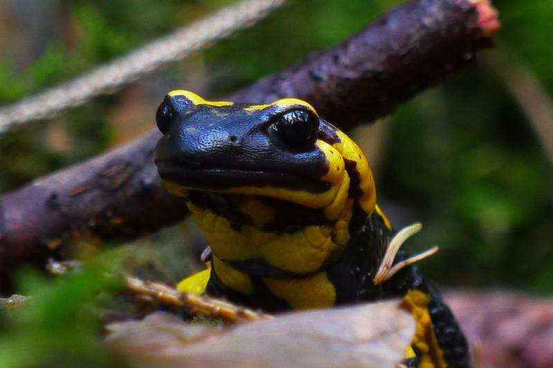 Fossils reveal ancient secrets of salamander ancestors' limb regrowth