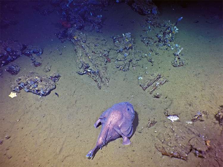 Galapagos expedition reveals unknown seamounts, new species