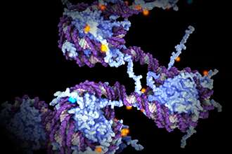 Gene discovery could lead to muscular dystrophy treatment