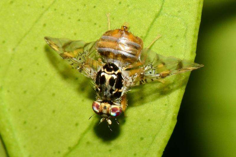 Genetically modified fly deployed against fruit pest