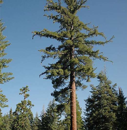 Genome sequencing may save California’s legendary sugar pine