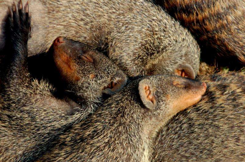 High stress during pregnancy decreases offspring survival, according to mongoose study