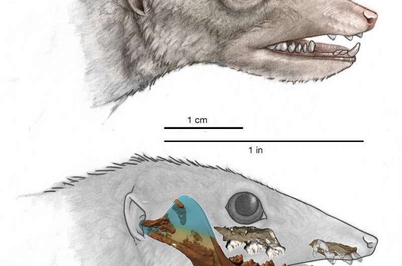 High-tech analysis of proto-mammal fossil clarifies the mammalian family tree