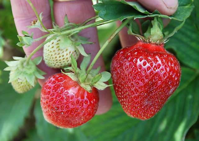 Horticulturalists develop two new berries