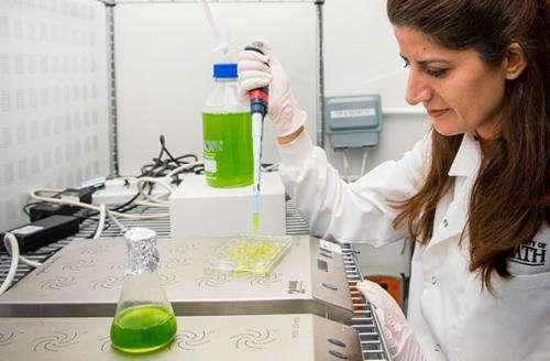 How algae research could help clean wastewater in the Middle East
