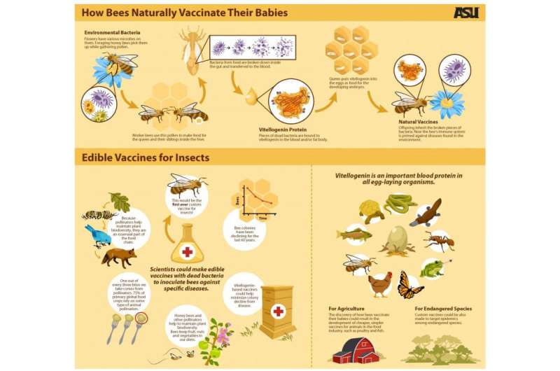 How bees naturally vaccinate their babies