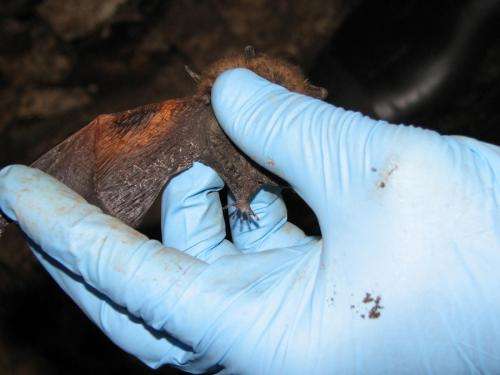How does white-nose syndrome kill bats?