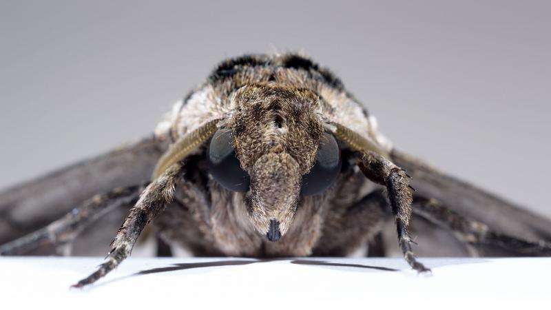 How moths integrate sensory and control information