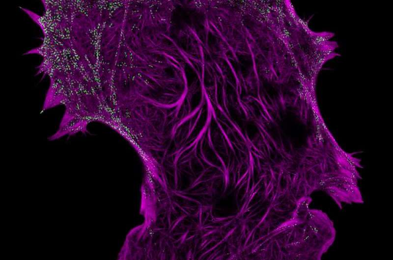 Imaging techniques set new standard for super-resolution in live cells