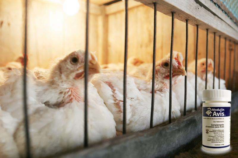 Innovative company reduces mortality in poultry and pigs with original supplement