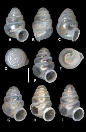 International team of scientists discovers tiny glassy snails in caves of Northern Spain