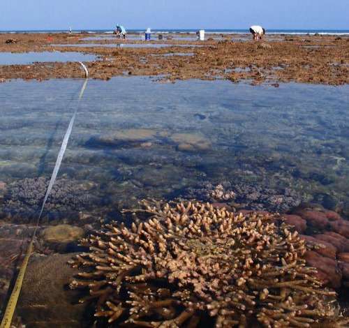 Kimberley reef life considered on a microscopic level