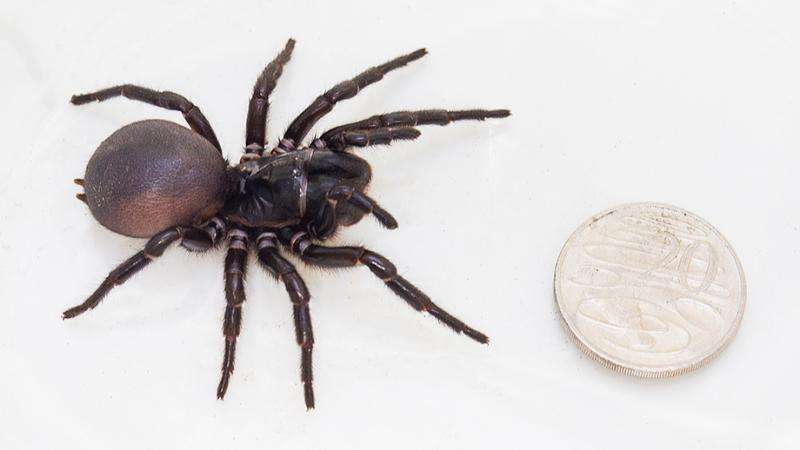Large funnel-web spider find surprises scientists