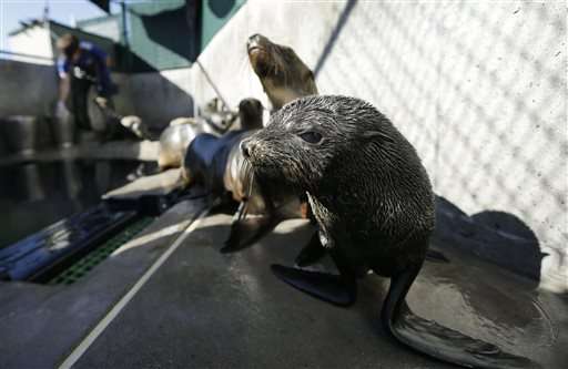 Large numbers of Guadalupe fur seals dying off California