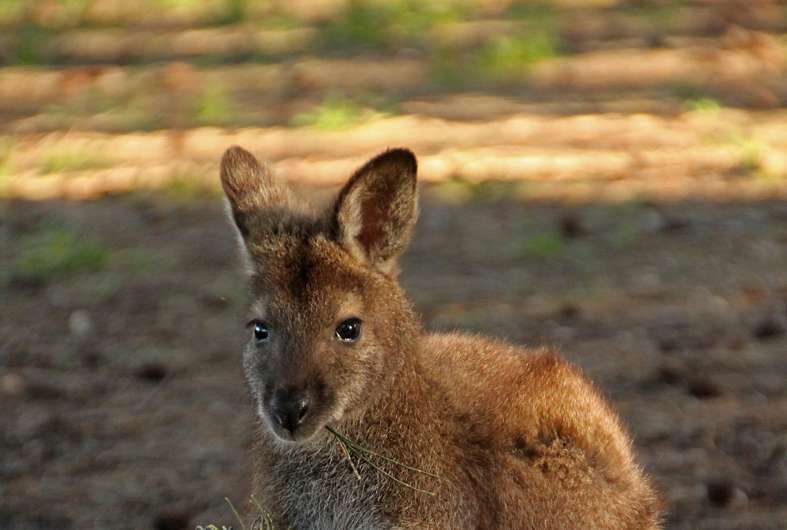 Lefties are all right with kangaroos