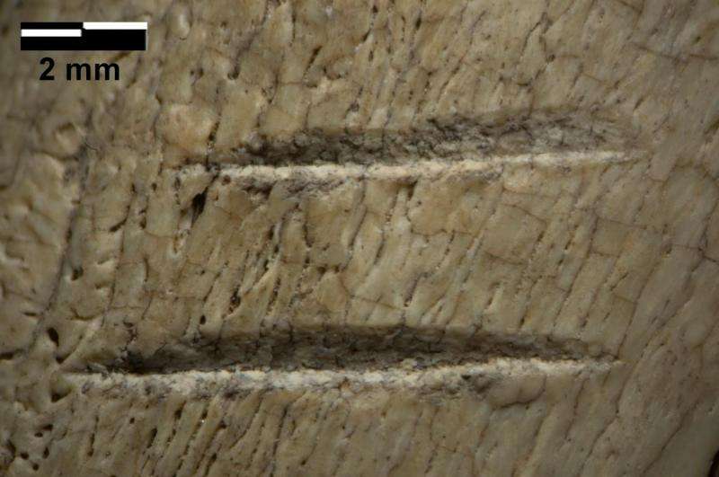 Marks on 3.4-million-year-old bones not due to trampling, analysis confirms