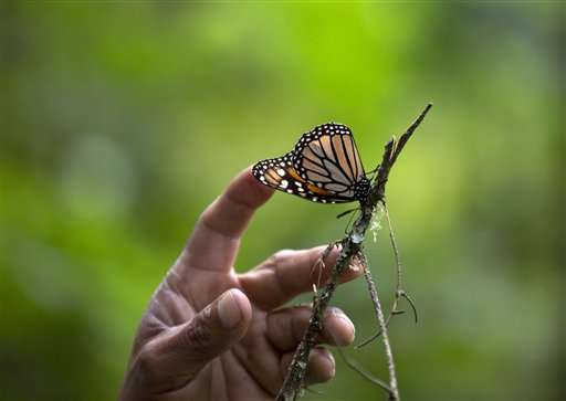 Mexico hopes to see 3-4 times more monarch butterflies
