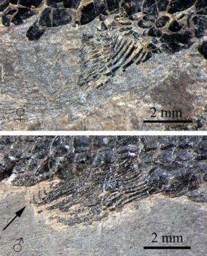 Middle Triassic fossils reveal how flying fish started to glide