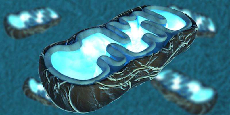 Mitochondria on guard of human life