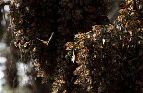 Monarch butterflies rebound in Mexico, numbers still low