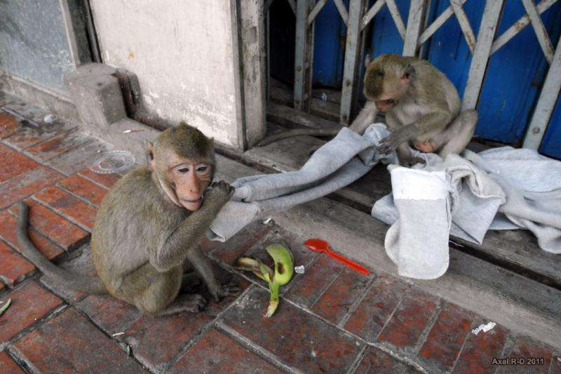 Monkeys in Asia harbor virus from humans, other species