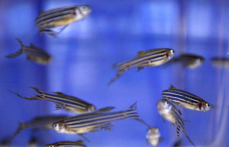 Mysteries of bony fish genome evolution