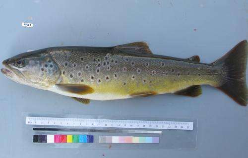 Native fish species under pressure  in the Engadine and Poschiavo
