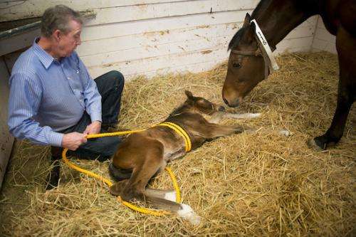 Newborn foals may offer clues to autism
