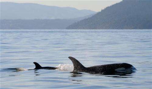 Newborn killer whale a good sign for imperiled pod