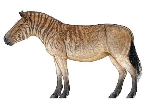 New discovery of Late Miocene hipparion fossils from Baogeda Ula, Inner Mongolia, China