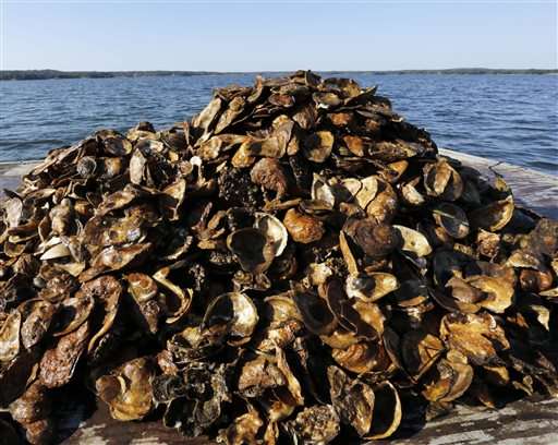 New Hampshire oyster project: Cooperation on the half shell
