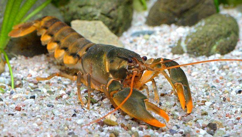 New Indonesian crayfish species escapes the decor market to become a freedom fighter