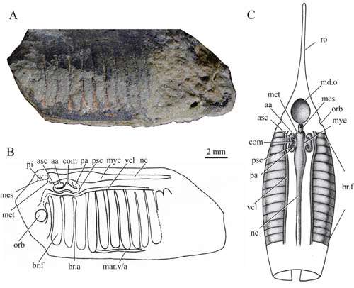 New jawless fish found from the Lower Devonian of Yunnan, China