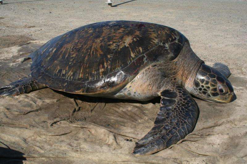 New method reveals female biased green sea turtle sex ratio in San Diego Bay
