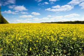 New research explores high-value applications for rapeseed oil