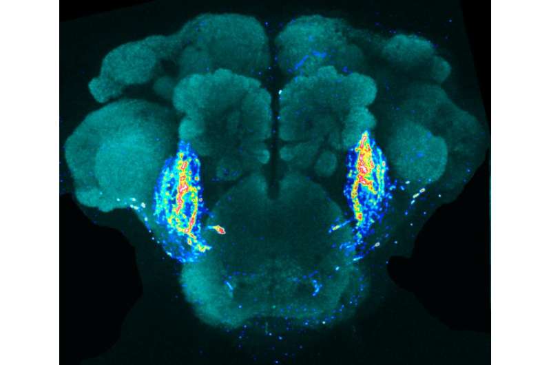 New research uncovers brain circuit in fruit fly that detects anti-aphrodisiac