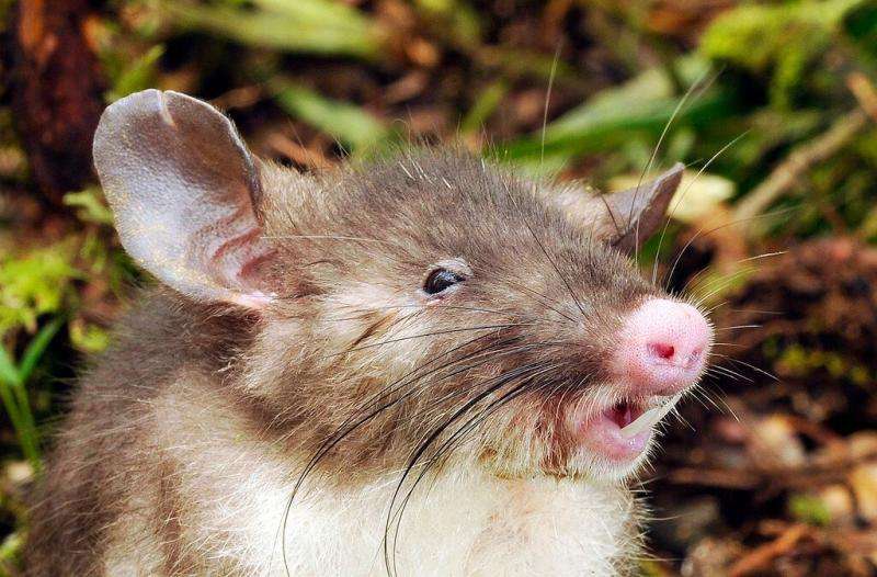 New species discovered: Hog-nose rat